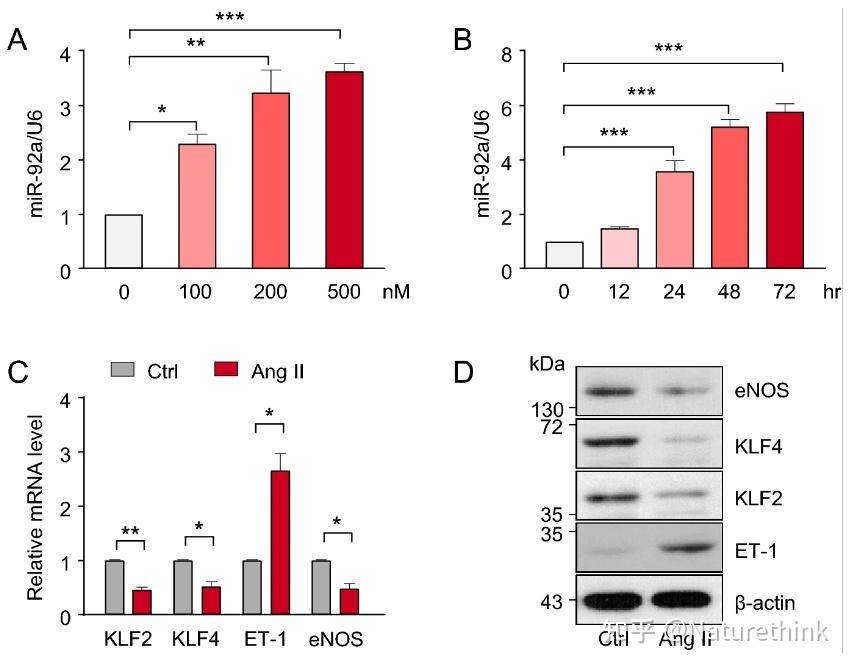 内皮来源的细胞外 microRNA 92a 通过调节血管平滑肌细胞的表型变化促进动脉硬化 知乎