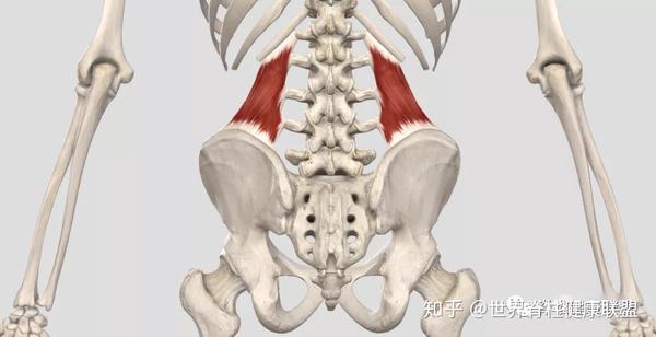 在解剖学上,腰方肌下端附着于髂腰韧带和髂嵴,上端附着于第12肋和第1