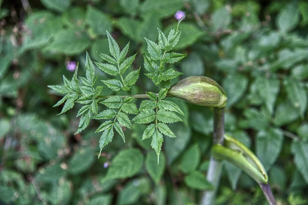 当归,别名干归,秦哪,西当归,岷当归,金当归,当归身,涵归尾,当归曲,土