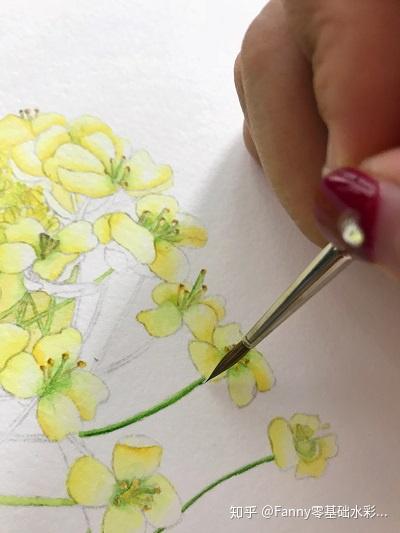 fanny零基础水彩教程:油菜花的画法