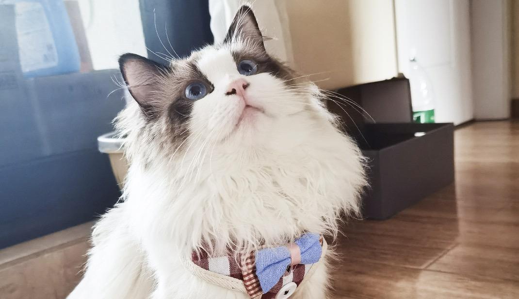 如何给自家猫咪找男朋友