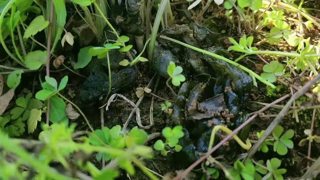 春回大地万物生长雷公菌纯天然绿色美食你吃过吗