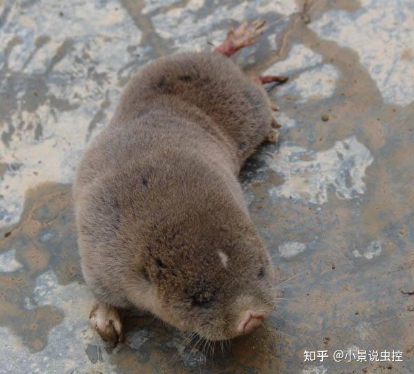 鼹鼠鼢鼠这些让人头疼的地鼠你分得清吗