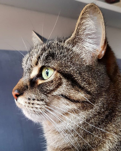 吸猫大会:亚洲虎斑猫alfie