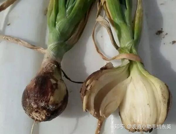 洋葱重茬根腐怎么用药洋葱烂根病如何预防黄叶死苗防治药剂根小子