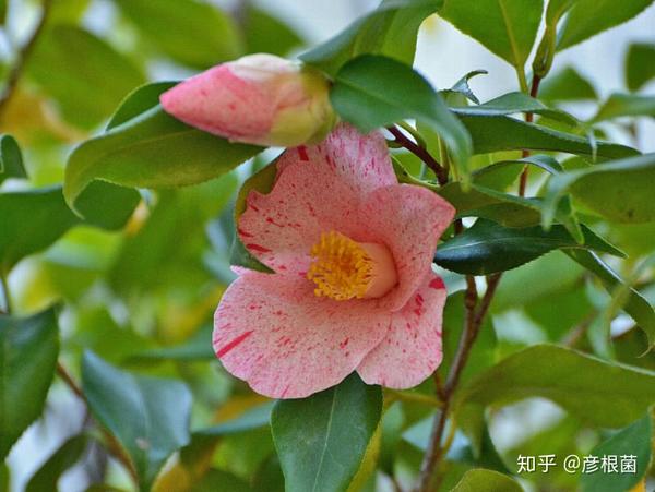 日本茶花100选013雪月花