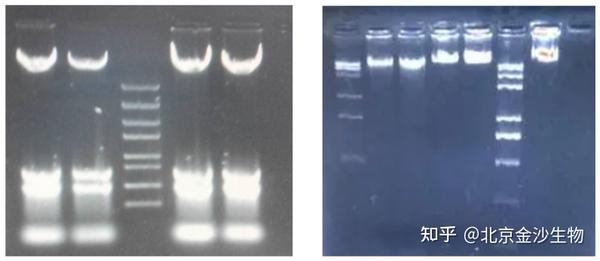 小知识 基因组DNA提取那些事三 知乎