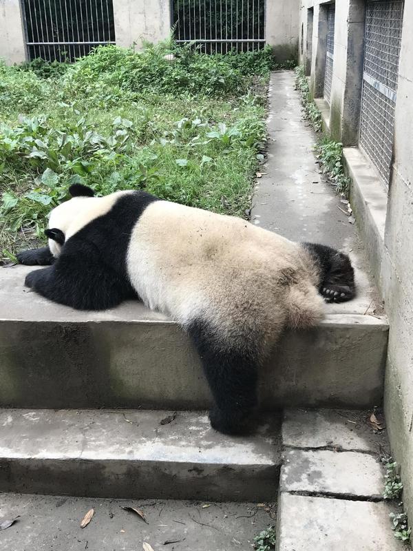 有时候抱着自己录的视频回味,特别庆幸熊猫生活在中国.