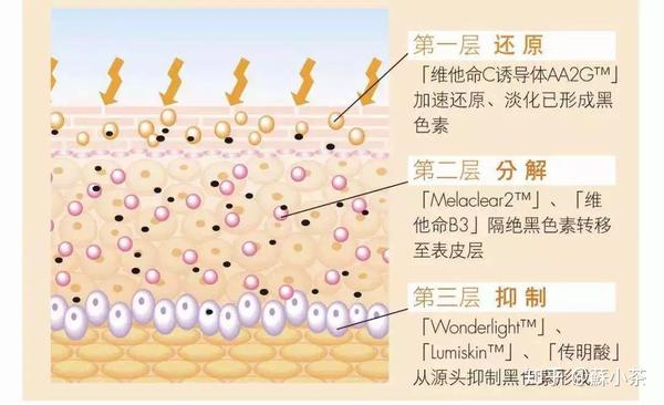 它能 抑制络氨酸酶和黑色素细胞活性 从表皮基底层减少黑色素的生成