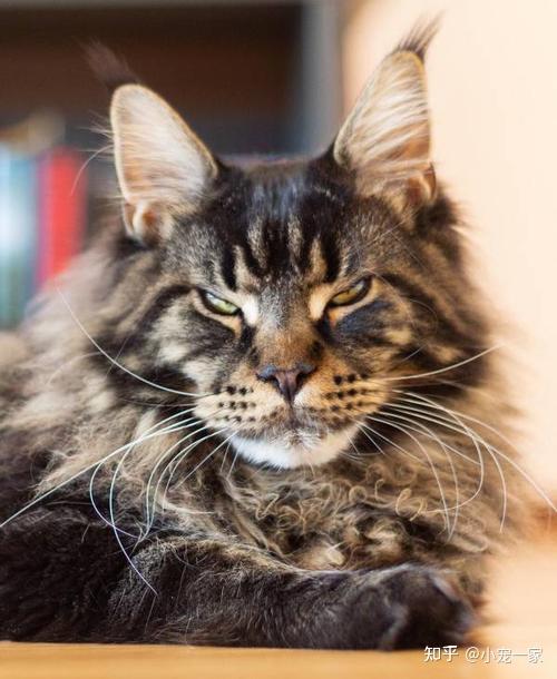 缅因猫也太"可怕"了吧?怪不得养过的人,都说后悔了