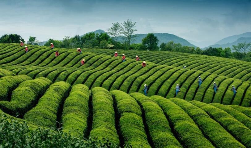 第一篇 白沙绿茶-产自海南的超高性价比春茶推荐