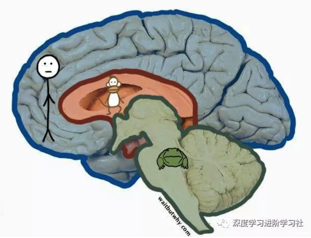 从脑结构分析为何大部分推销不成功