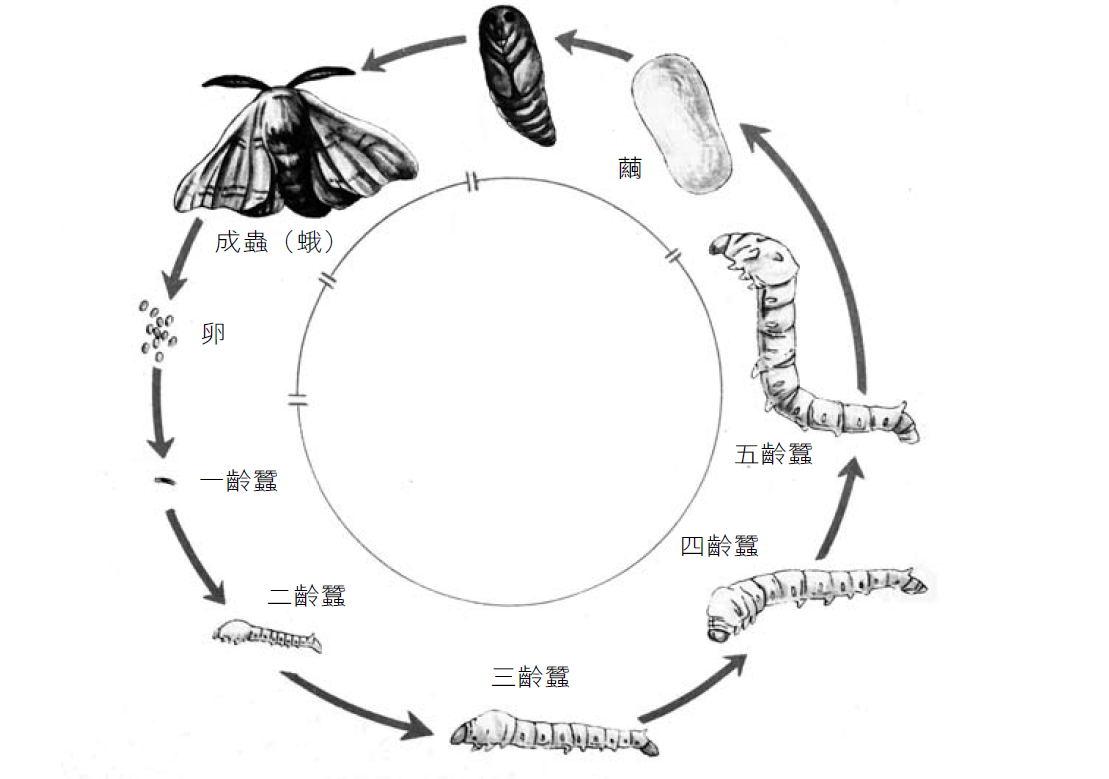 玉的魂魄- 3:"玉帛为礼"- 丝绸起源中的启示