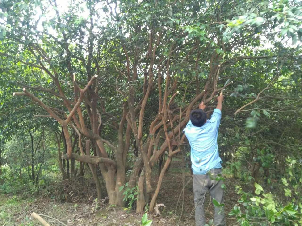 油茶树嫁接茶花茶梅各地