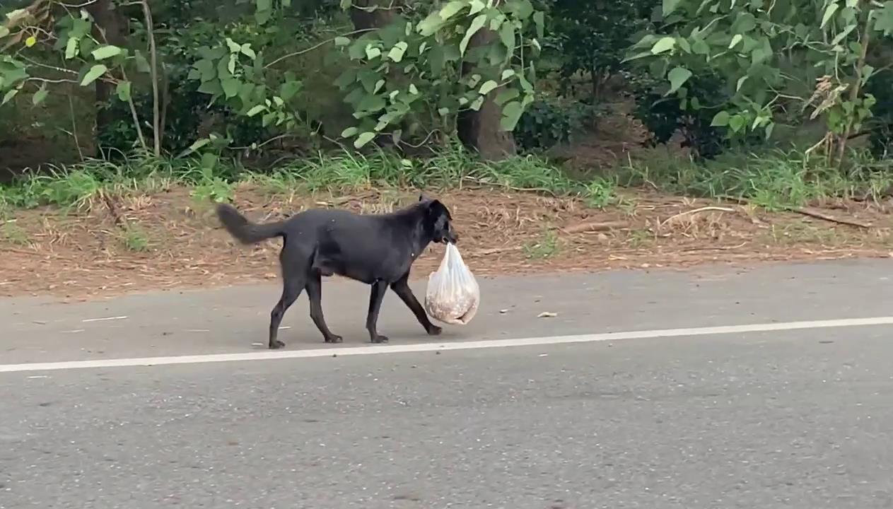 狗狗叼着大袋沙包同手同脚走路网友笑尿这防风意识极强