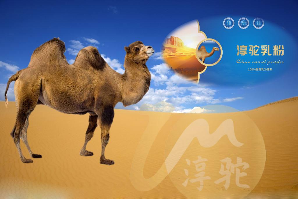 长期喝骆驼奶的好处