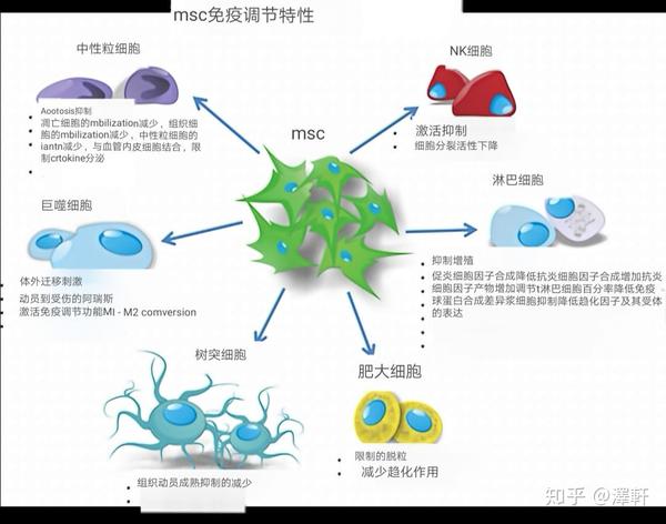 间充质干细胞:从起源到应用