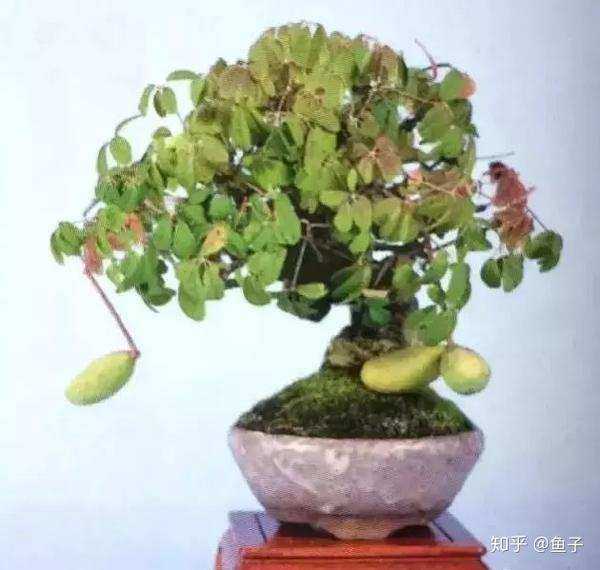 八月瓜盆景的鉴赏以及栽培养护