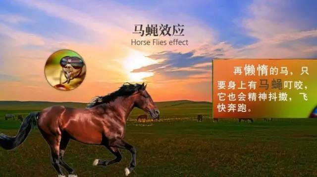 马蝇效应