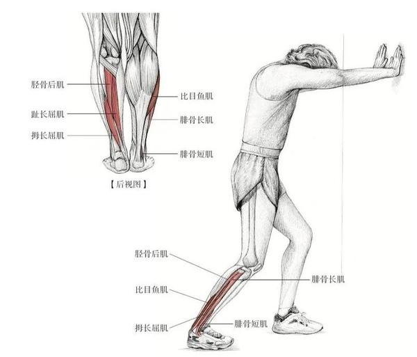 推墙脚跟踩地的跟腱拉伸