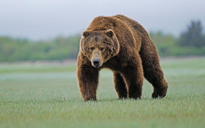 相比较北极熊,棕熊个头更小 颜色各异,如金色,棕色,黑色和棕黑等