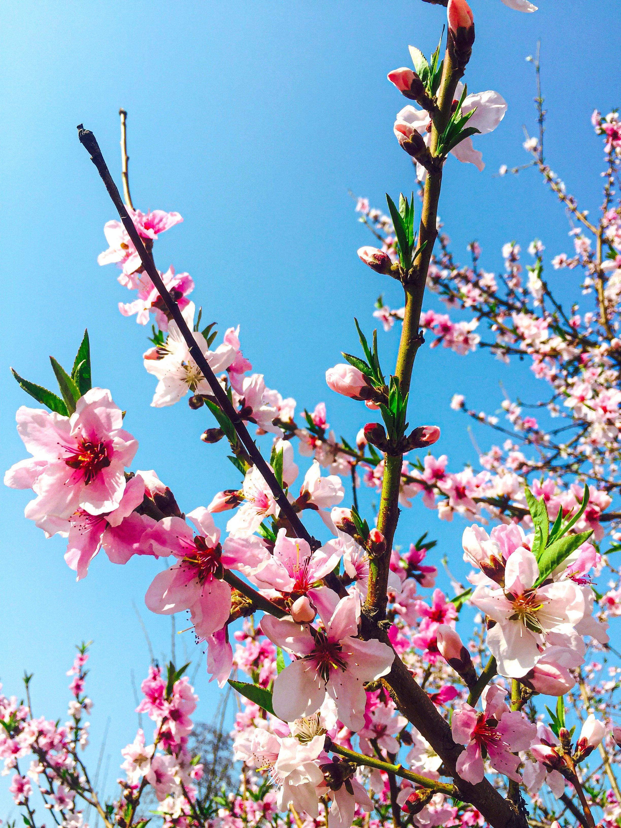 三月春暖花开,听说桃花运要来?