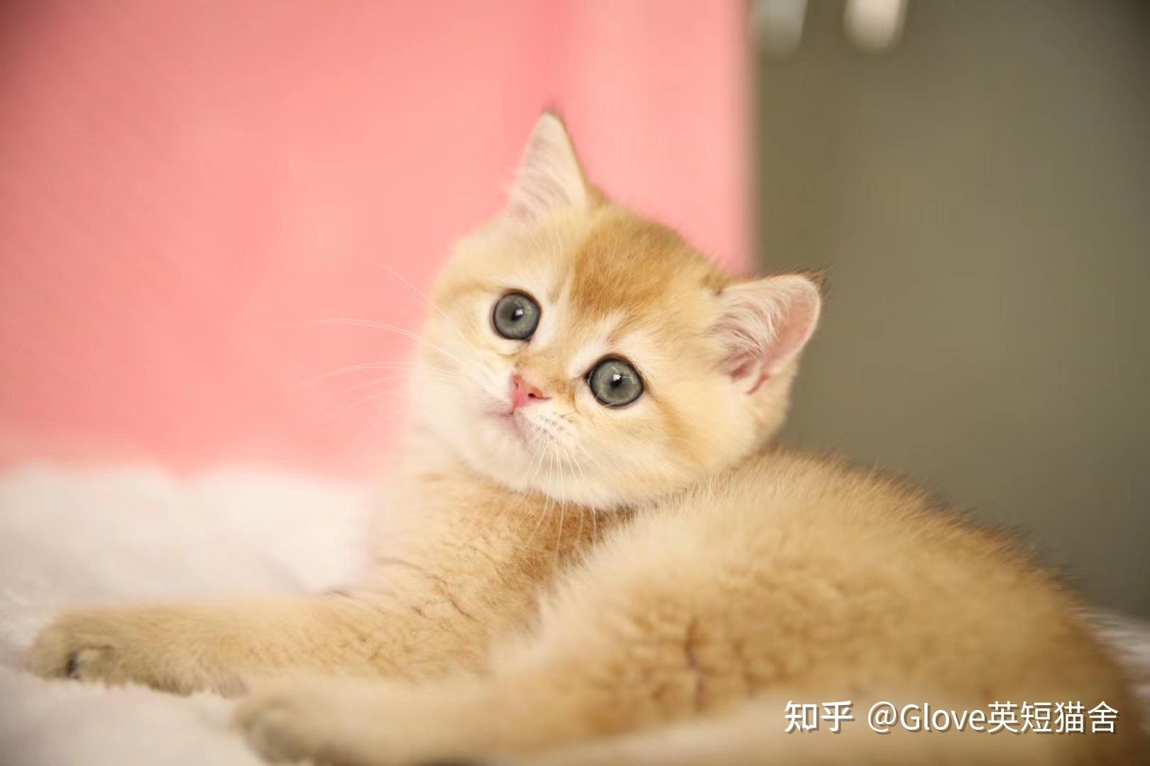 这是金渐层吗什么色
