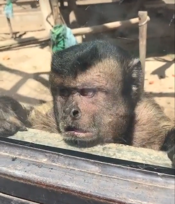 实际上我在其他视频中也见到过这种猴子.