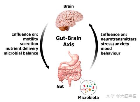 肠脑轴   大脑影响肠胃蠕动,分泌,营养运送及菌群平衡等;肠道影响神经