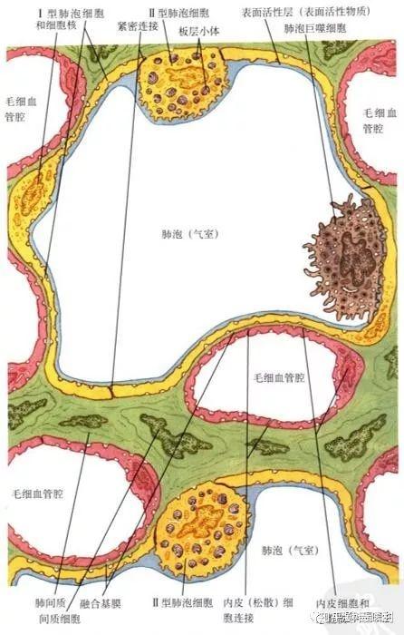 如果肺泡受累,它会有什么后果呢?