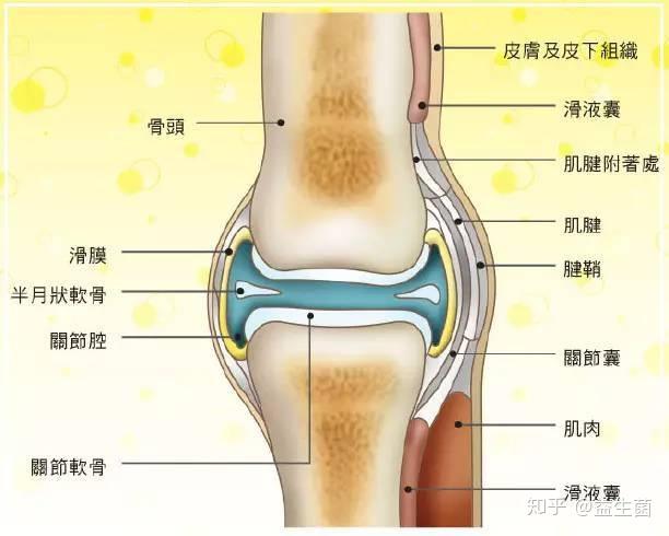 膝关节结构图2