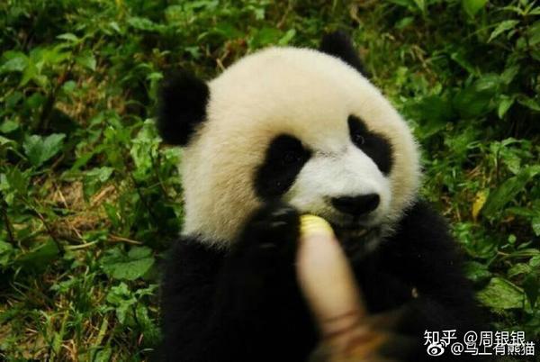 你有哪些珍藏的大熊猫小时候的照片或动图?