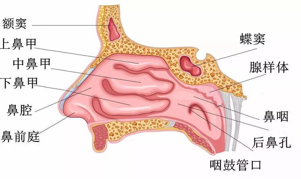 中鼻道外侧壁上有两个隆起,前下者呈弧形嵴状隆起,称钩突;钩突是鼻腔