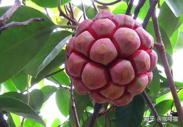 岭南习用本草广东海风藤