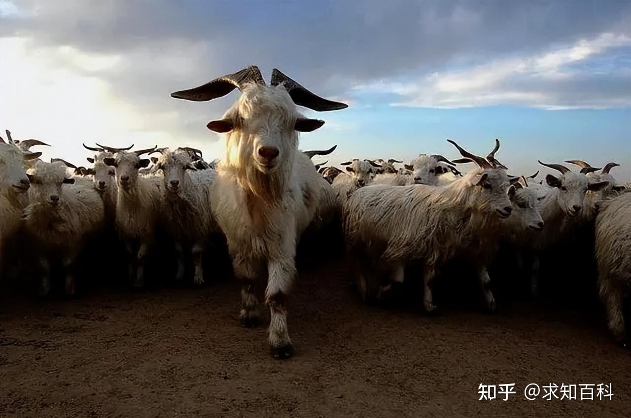 数百只山羊集体跳崖牧羊人损失惨重羊群效应太可怕
