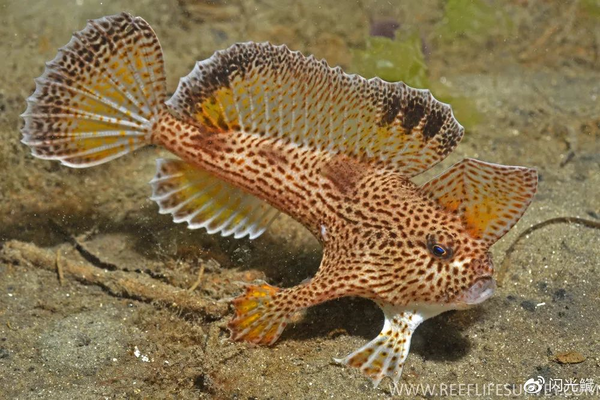 斑点疣躄鱼(brachionichthys hirsutus),这种疣躄鱼已经可以人工繁育