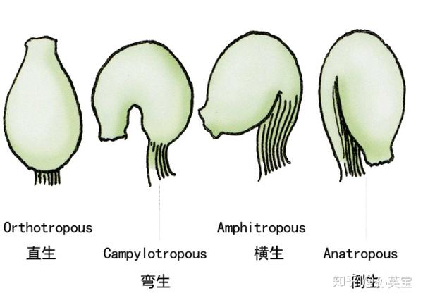 有单子房与复子房的区别,子房的位置,如果是雌蕊上位的,叫上位子房