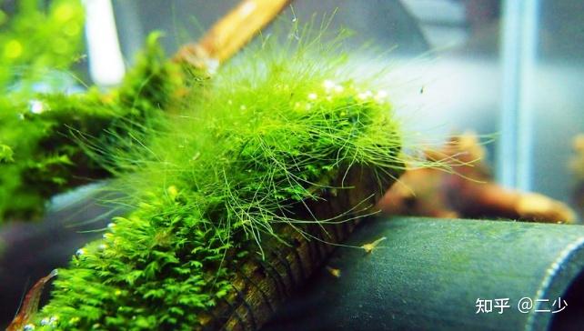 如何处理鱼缸里的藻类