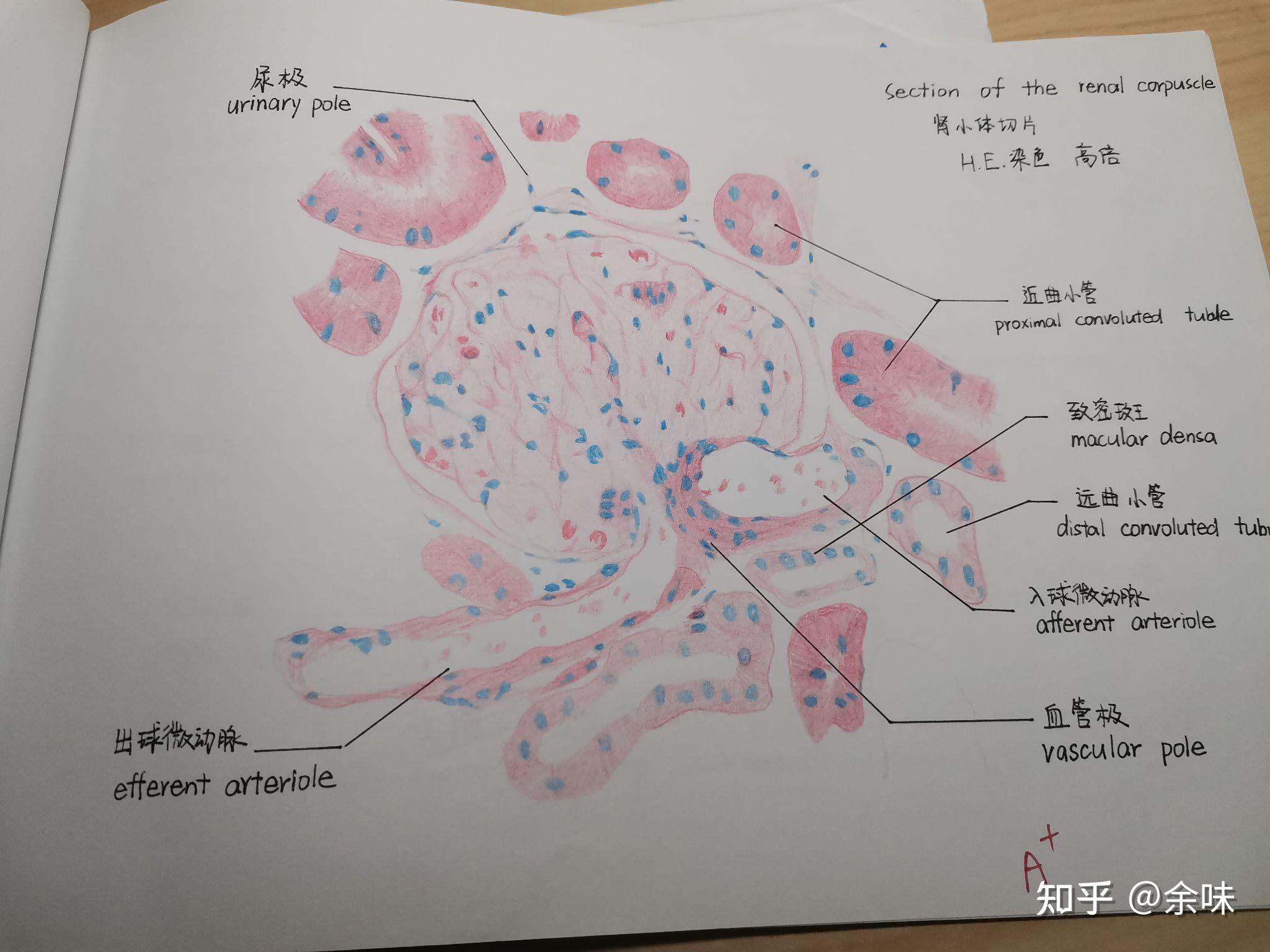 组胚红蓝铅笔绘图