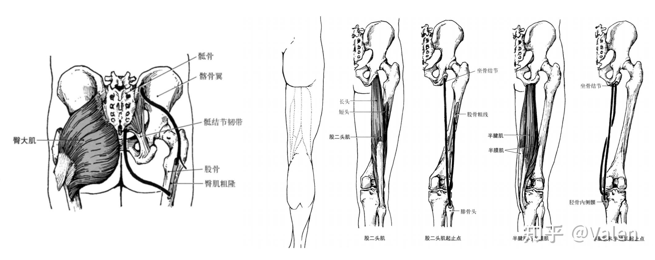 麦瑞克950划船机和野小兽r40怎么选实测详解二者区别还在纠结的进来看