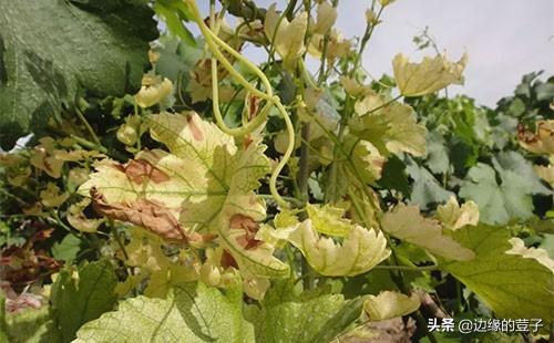 葡萄缺铁有哪些症状该怎么防治优质葡萄从施肥开始铁定行