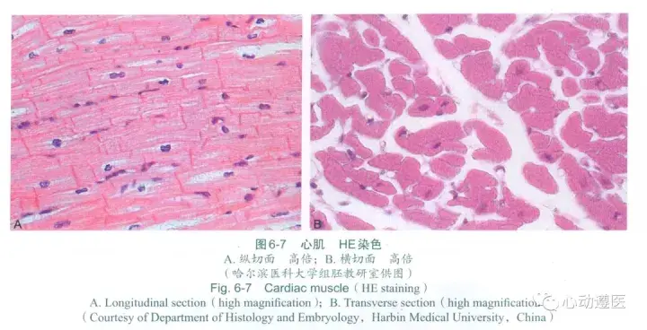 002 心电图的微观结构基础——心肌的组织学特征