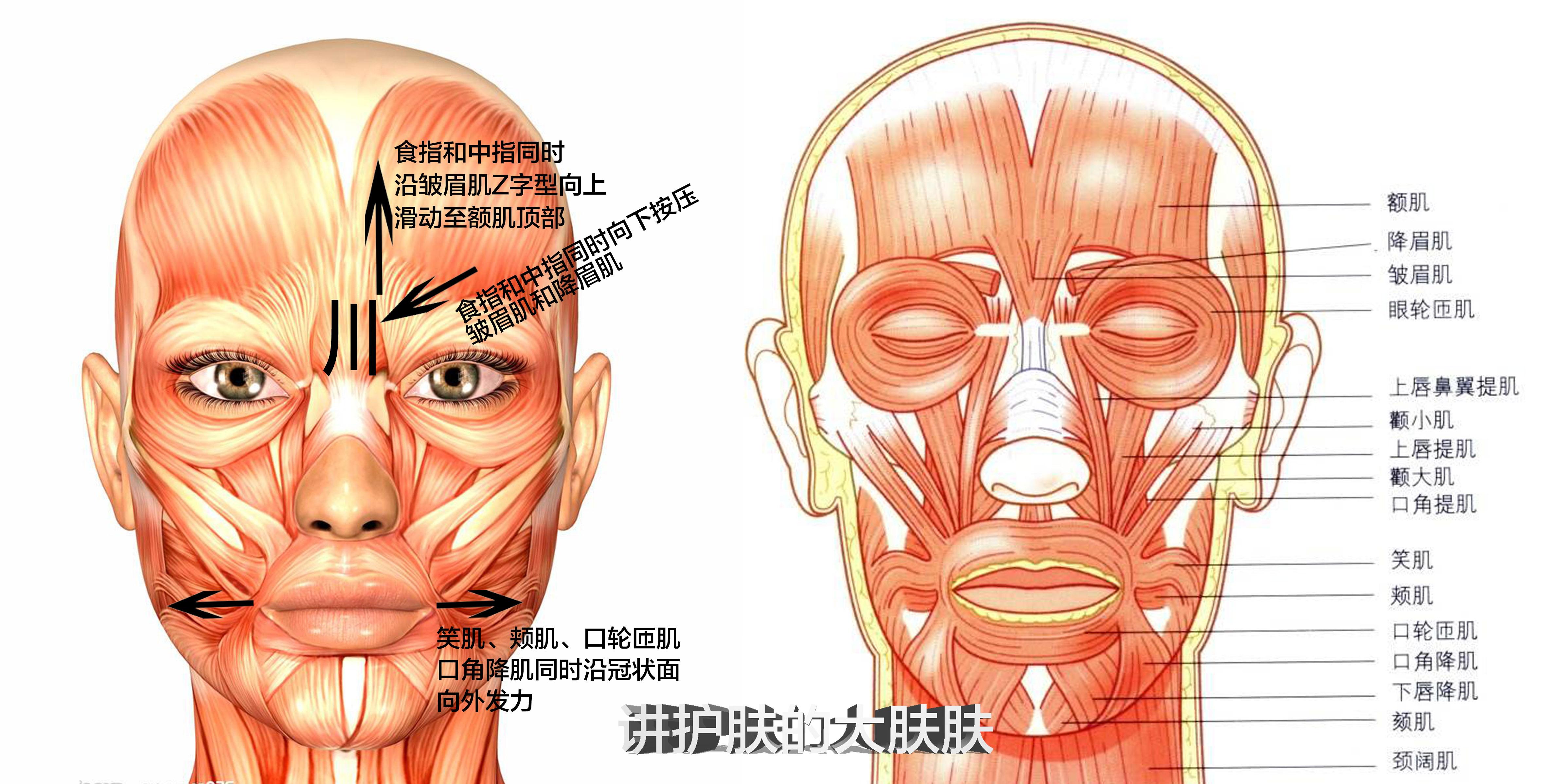 是运动模式的问题了~这类皱纹和降眉肌皱眉肌额肌等浅层肌肉的状态