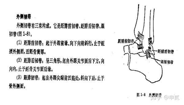 足踝肌动学-始于足下