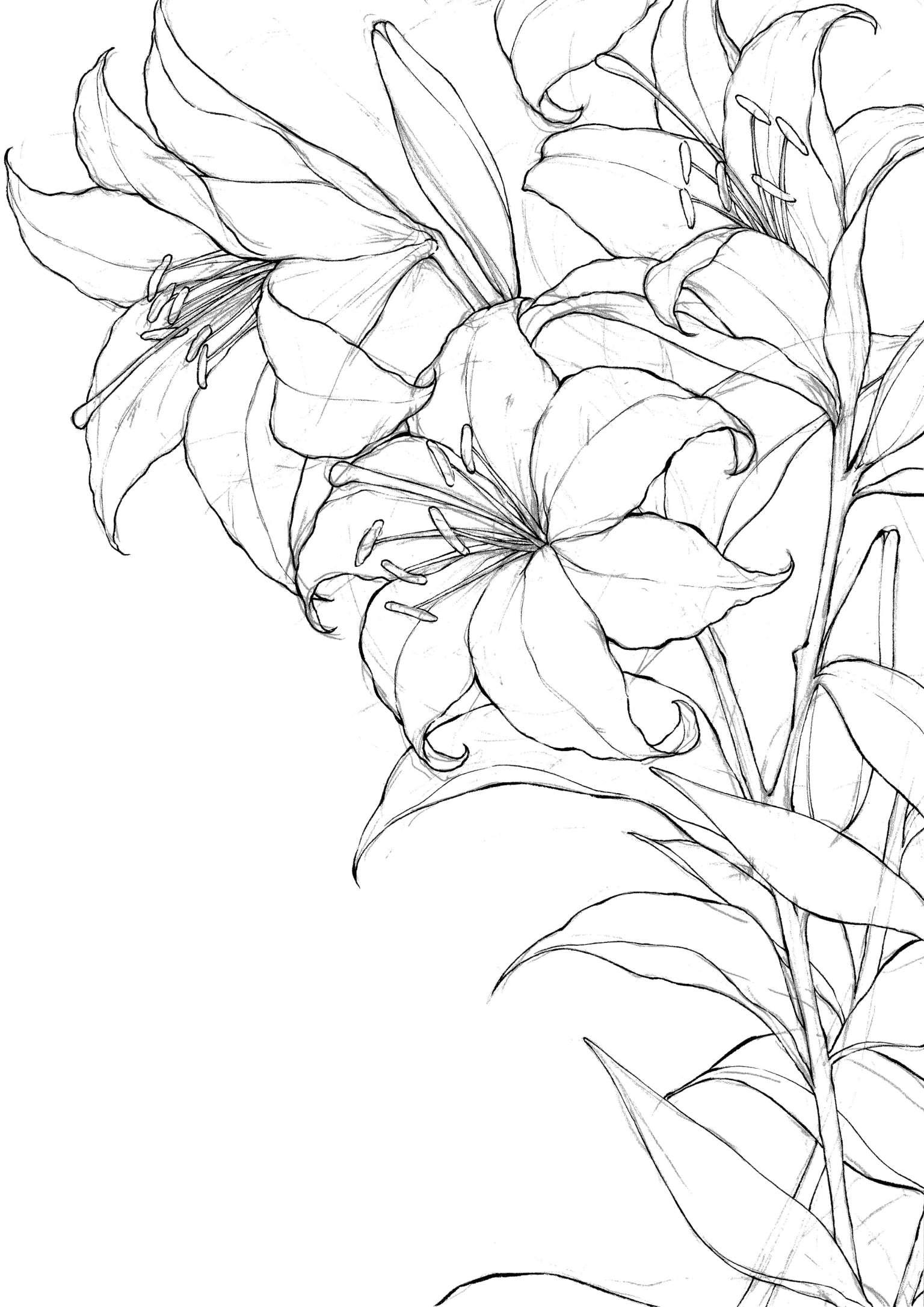 2 百合花 - 星河入梦:萌系线稿插画实例教程 - 知乎