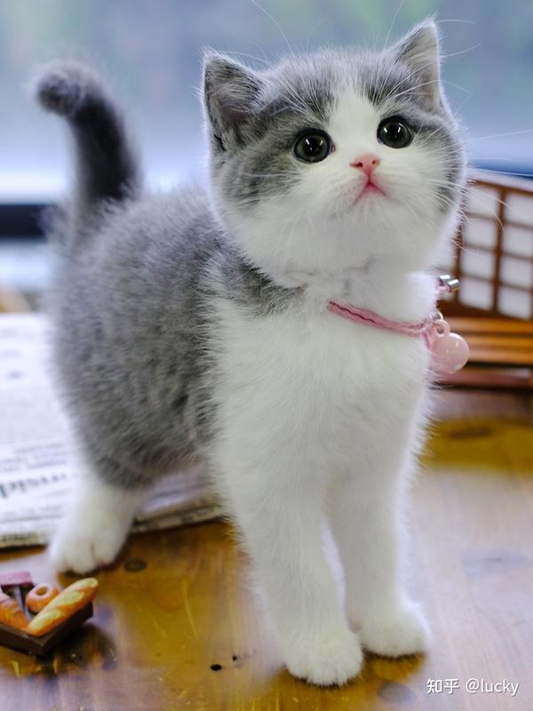 珠三角英短蓝白猫大概多少钱