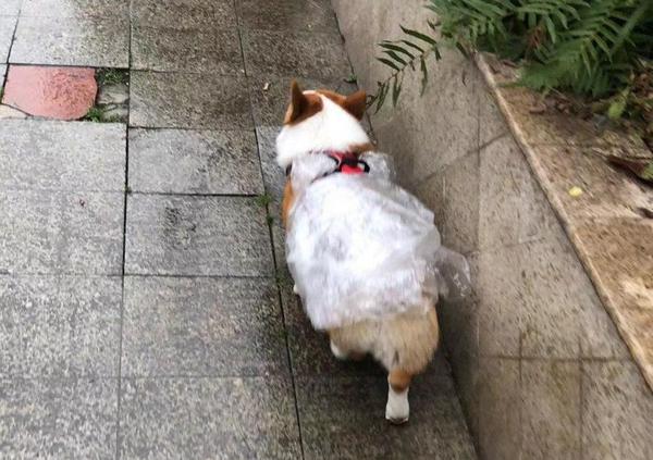 雨一直下啵妞妞说这些遛狗大法可以解决你的雨天遛狗难题