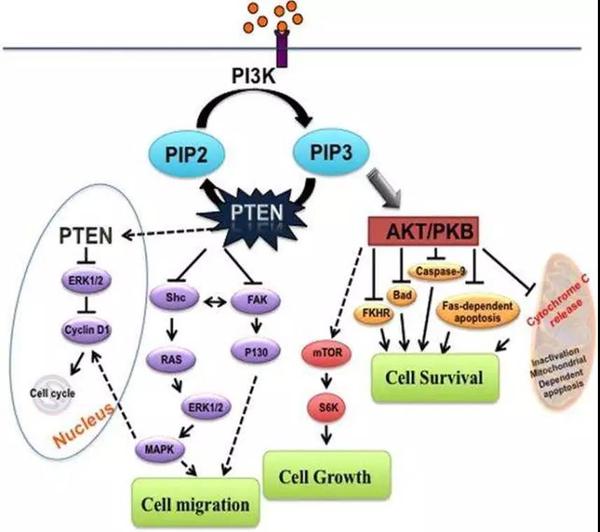图1. pten基因在生长因子信号通路中的作用
