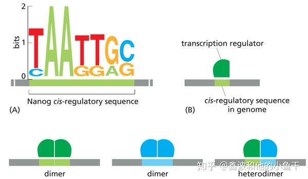 浅谈转录因子及研究方法—以植物wrky家族为例