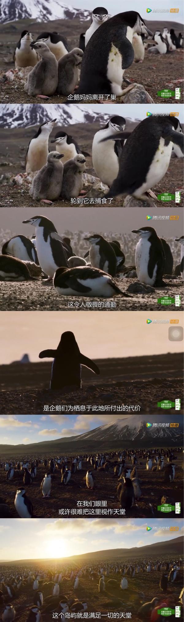 如何评价《地球脉动》第二季(planet earth Ⅱ)?